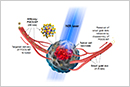 Photothermal therapy of cancer